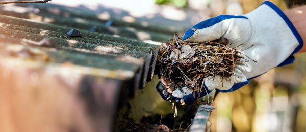 Pine Needle Gutter Cleaning in Kingsport